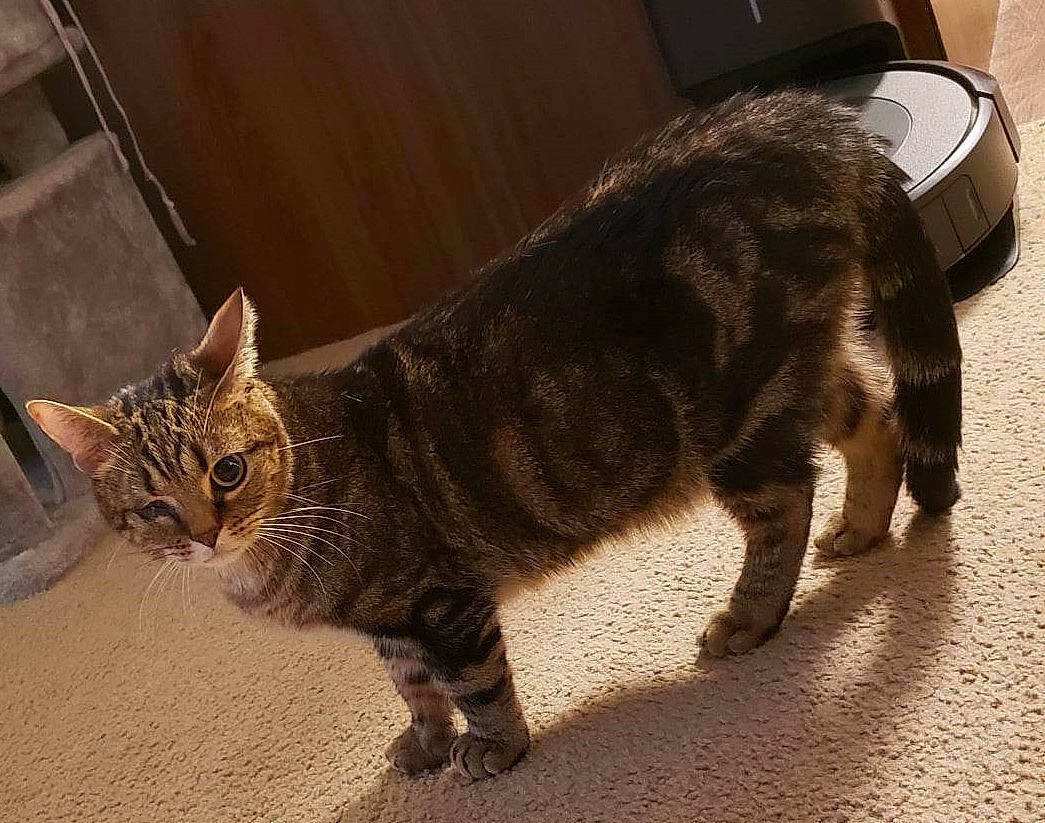 Fury is registered to the contest to win money with this photo: carnivore, cat, claw, domestic_short_haired_cat, felidae, flooring, fur, paw, small_to_medium_sized_cats, snout, tail, terrestrial_animal, tire, wheel, whiskers, wildlife, wood