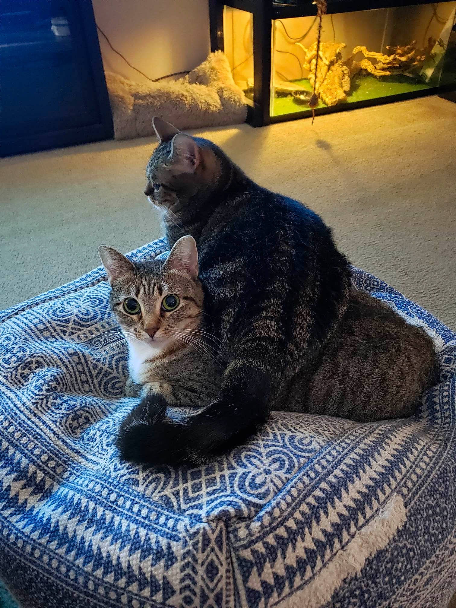 Fury joined the competition — help win amazing prizes! bedding, carnivore, cat, comfort, domestic_short_haired_cat, felidae, flooring, fur, grey, linens, paw, room, sitting, small_to_medium_sized_cats, snout, tail, tree, whiskers, woven_fabric