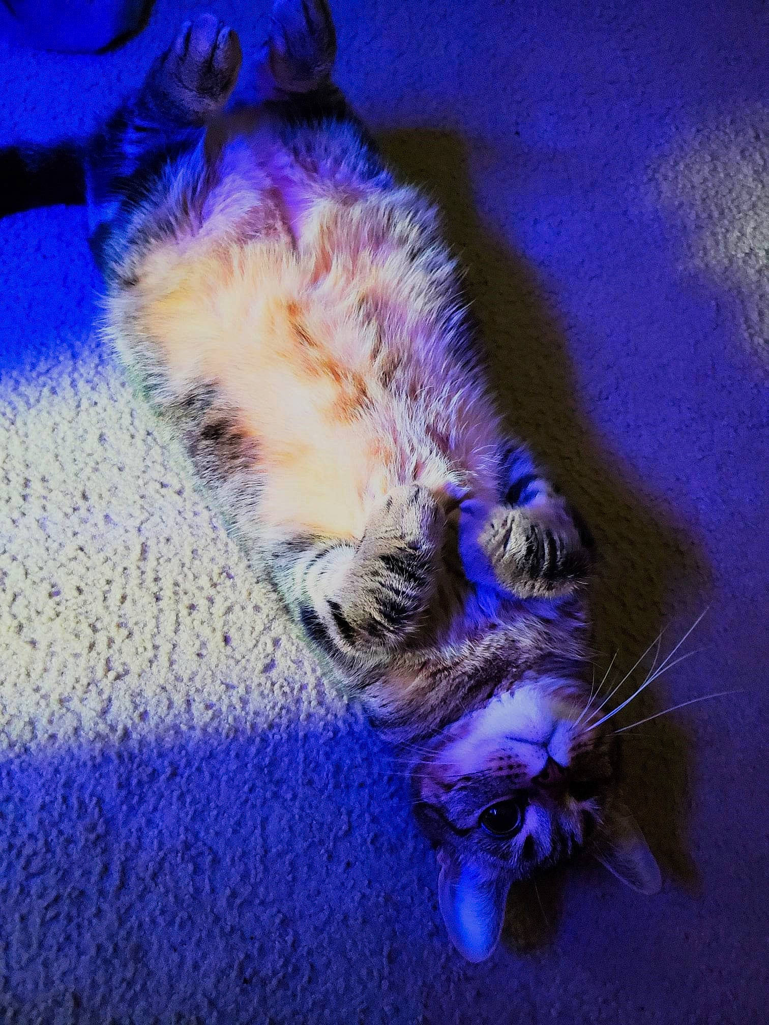 Fury is registered to the contest to win money with this photo: carnivore, cat, claw, dog_breed, domestic_short_haired_cat, electric_blue, fawn, felidae, flooring, fur, macro_photography, paw, petal, plant, purple, small_to_medium_sized_cats, tail, terrestrial_animal, whiskers, wildlife