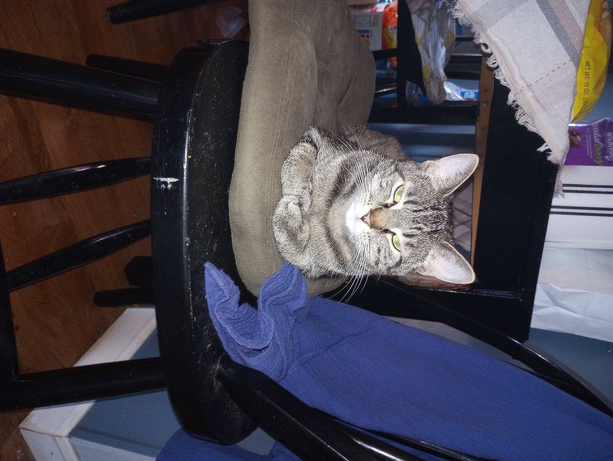 Sydney is registered to the contest to win money with this photo: alloy_wheel, automotive_design, automotive_exterior, automotive_lighting, automotive_tire, automotive_wheel_system, bicycle_tire, carnivore, cat, felidae, fender, motor_vehicle, rim, small_to_medium_sized_cats, tire, tread, vehicle, vehicle_door, wheel, whiskers