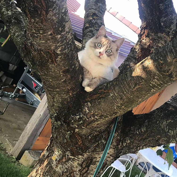 Simba a rejoint le concours — aidez-le/la à gagner de superbes lots ! architecture, backyard, building, diningtable, face, furniture, grass, head, nature, outdoors, person, photography, plant, portrait, pottedplant, shelter, table, tree, vegetation, yard