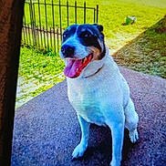 Princess joined the competition — help win amazing prizes! animal, backyard, black_and_white, canine, concrete, daylight, dog, ears, fence, grass, happy, metal_gate, muzzle, outdoor, pet, sitting, smiling, sunny, tongue_out, yard