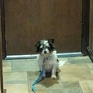 Moo Moo joined the competition — help win amazing prizes! australian_shepherd, border_collie, canidae, carnivore, companion_dog, dog, dog_breed, mammal, miniature_australian_shepherd, puppy, rare_breed_dog, sporting_group, vertebrate, working_dog