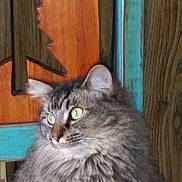 Star is registered to the contest to win money with this photo: american_curl, asian, asian_semi_longhair, british_semi_longhair, carnivore, cat, domestic_long_haired_cat, domestic_short_haired_cat, european_shorthair, felidae, maine_coon, mammal, nebelung, norwegian_forest_cat, ragamuffin, siberian, small_to_medium_sized_cats, tabby_cat, vertebrate, whiskers