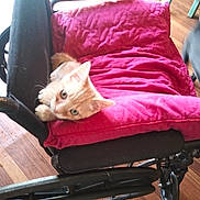 Milo is registered to the contest to win money with this photo: baby_carriage, baggage, car_seat, carnivore, cat, comfort, fawn, felidae, fur, furniture, kitten, pink, product, small_to_medium_sized_cats
