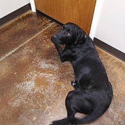 Santo is registered to the contest to win money with this photo: beagador, borador, canidae, carnivore, companion_dog, dog, dog_breed, floor, flooring, hardwood, labrador_retriever, patterdale_terrier, puppy, snout, sporting_group, tail