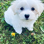 Alfy a rejoint le concours — aidez-le/la à gagner de superbes lots ! puppy, dog, white_fur, grass, flower, cute, small_dog, outdoor, pet, animal, fur, eyes, nature, adorable, young, sitting, greenery, closeup, soft, innocent
