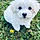 Alfy