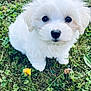 puppy, dog, white_fur, grass, flower, cute, small_dog, outdoor, pet, animal, fur, eyes, nature, adorable, young, sitting, greenery, closeup, soft, innocent