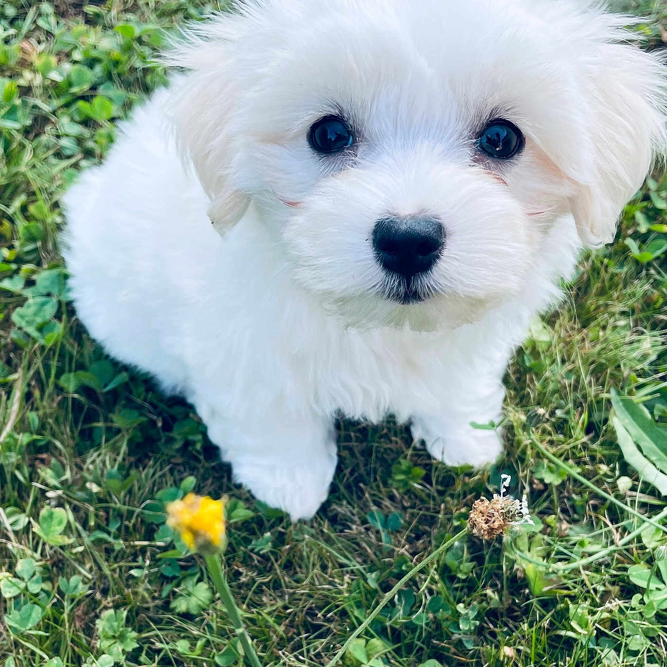 Alfy a rejoint le concours — aidez-le/la à gagner de superbes lots ! adorable, animal, closeup, cute, dog, eyes, flower, fur, grass, greenery, innocent, nature, outdoor, pet, puppy, sitting, small_dog, soft, white_fur, young