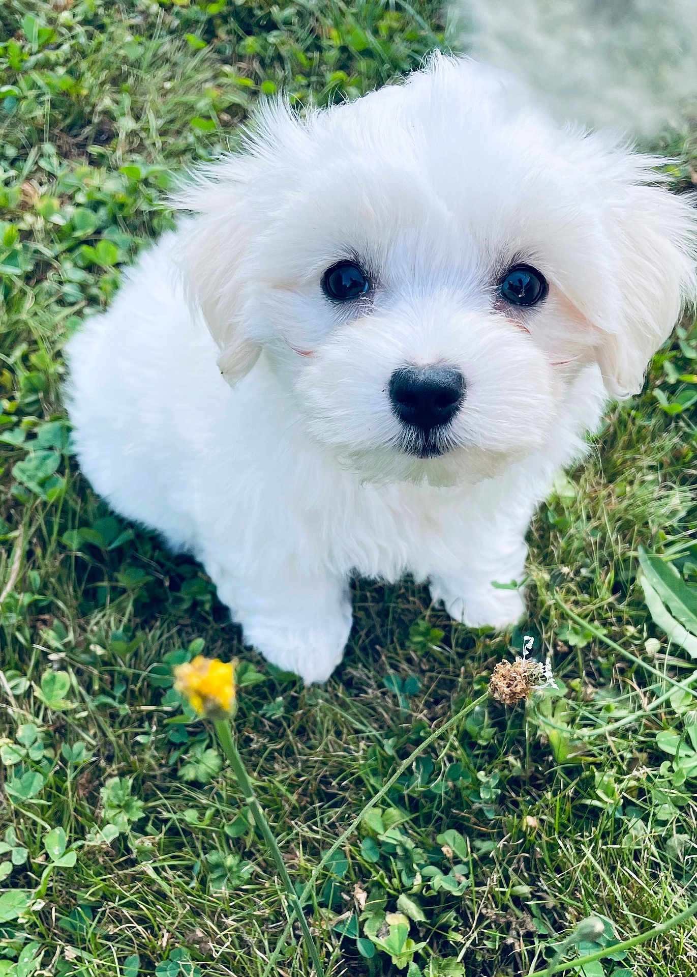 Alfy a rejoint le concours — aidez-le/la à gagner de superbes lots ! puppy, dog, white_fur, grass, flower, cute, small_dog, outdoor, pet, animal, fur, eyes, nature, adorable, young, sitting, greenery, closeup, soft, innocent