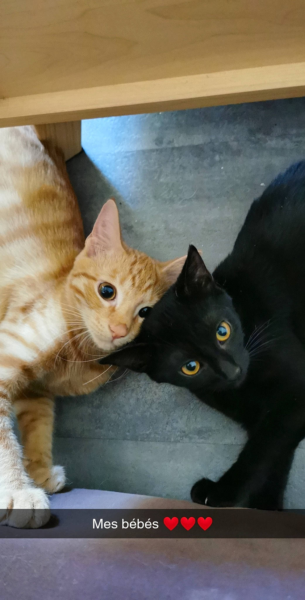 Rio participe au concours pour gagner de l'argent avec cette photo : carnivore, cat, domestic_short_haired_cat, fawn, felidae, fur, iris, paw, pet_supply, photo_caption, small_to_medium_sized_cats, snout, tail, vertebrate, whiskers