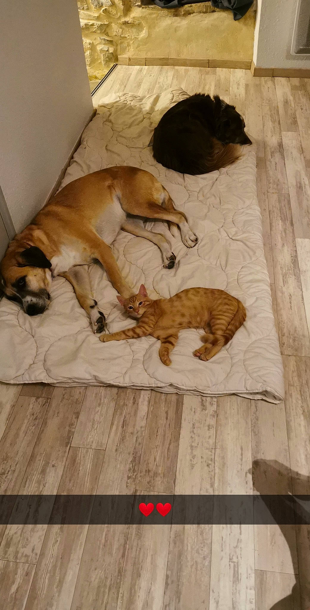 Rio a rejoint le concours — aidez-le/la à gagner de superbes lots ! canidae, carnivore, cat, companion_dog, dog, dog_breed, fawn, felidae, floor, flooring, fur, mammal, pet_supply, small_to_medium_sized_cats, snout, tail, terrestrial_animal, vertebrate, wood_flooring, working_animal