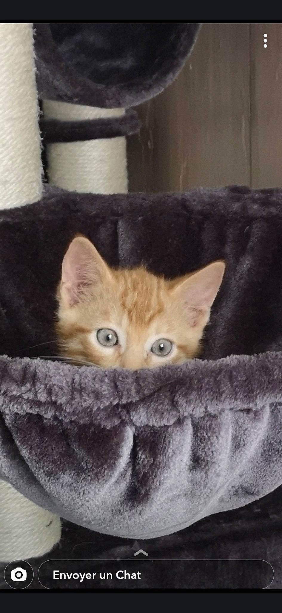 Rio a rejoint le concours — aidez-le/la à gagner de superbes lots ! asian, british_shorthair, carnivore, cat, cat_bed, cat_supply, domestic_short_haired_cat, european_shorthair, fawn, felidae, fur, german_rex, kitten, mammal, small_to_medium_sized_cats, tabby_cat, tail, whiskers