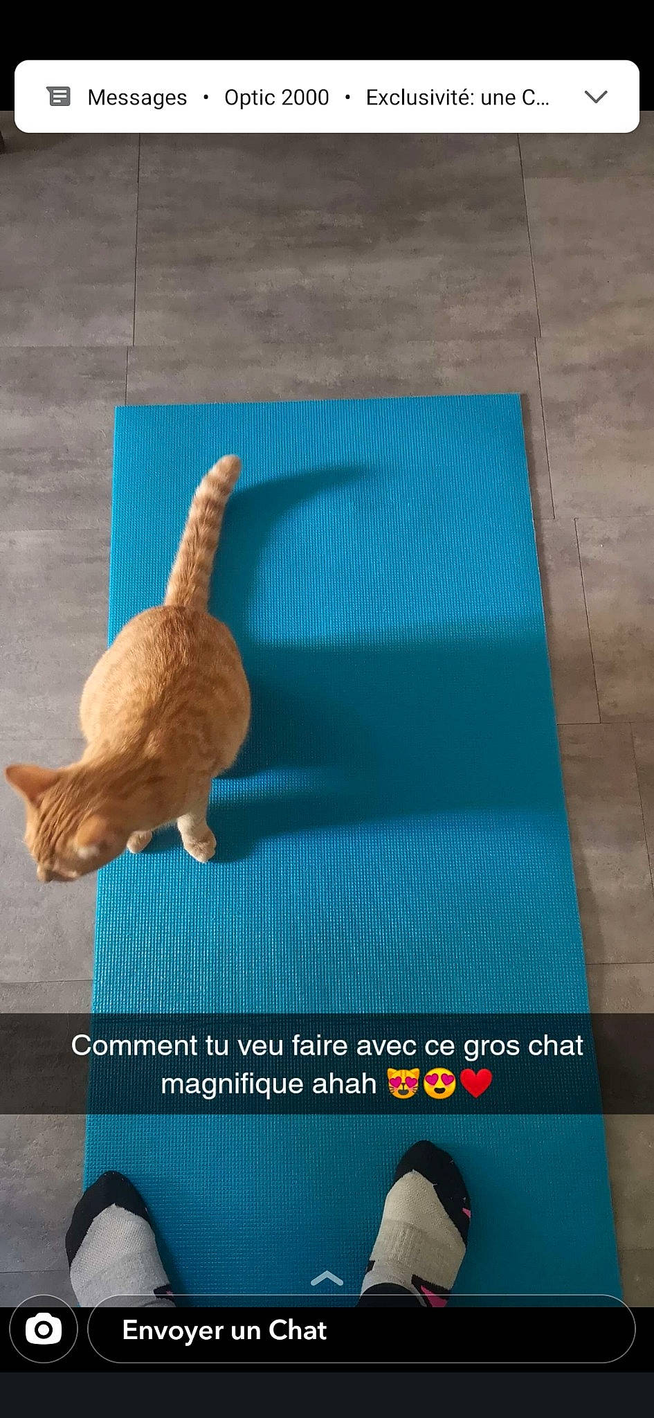 Joyce participe au concours pour gagner de l'argent avec cette photo : art, azure, cat, dinosaur, electric_blue, fawn, felidae, flooring, font, gesture, linens, pattern, product, rectangle, small_to_medium_sized_cats, stuffed_toy, tail, textile, toy, wood