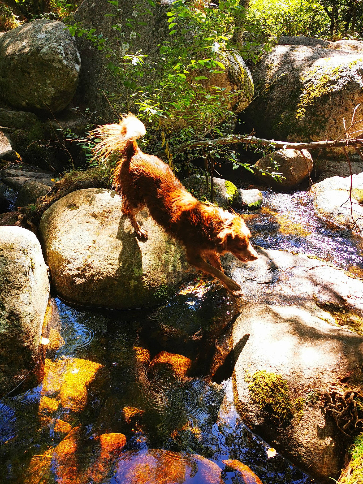 Joyce a rejoint le concours — aidez-le/la à gagner de superbes lots ! bedrock, body_of_water, botany, carnivore, dog, fawn, fluvial_landforms_of_streams, forest, formation, landscape, natural_landscape, organism, plant, spring, sunlight, terrestrial_plant, water, water_resources, watercourse, wood