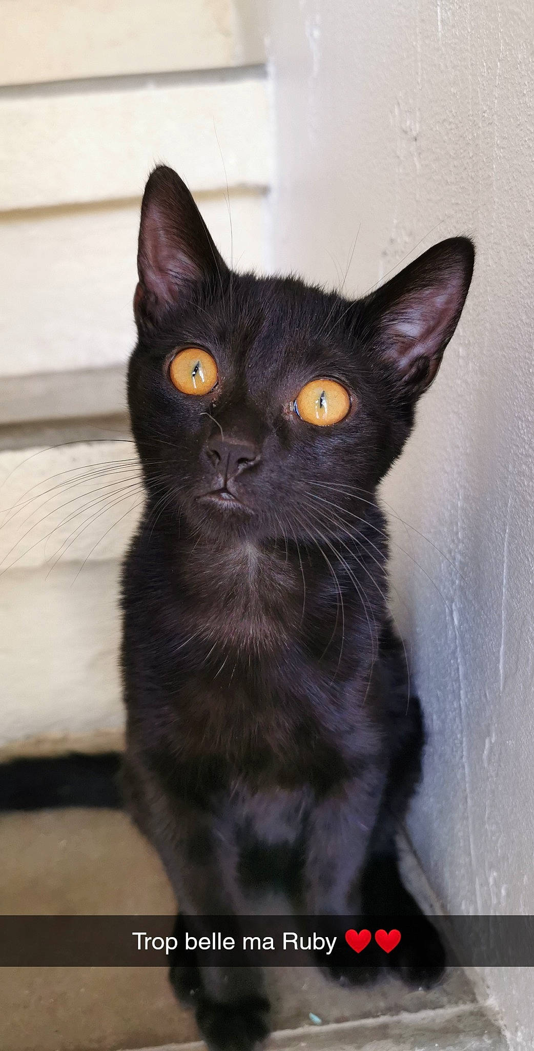 Ruby participe au concours pour gagner de l'argent avec cette photo : black_cat, bombay, carnivore, cat, domestic_short_haired_cat, felidae, fur, havana_brown, small_to_medium_sized_cats, snout, tail, terrestrial_animal, whiskers