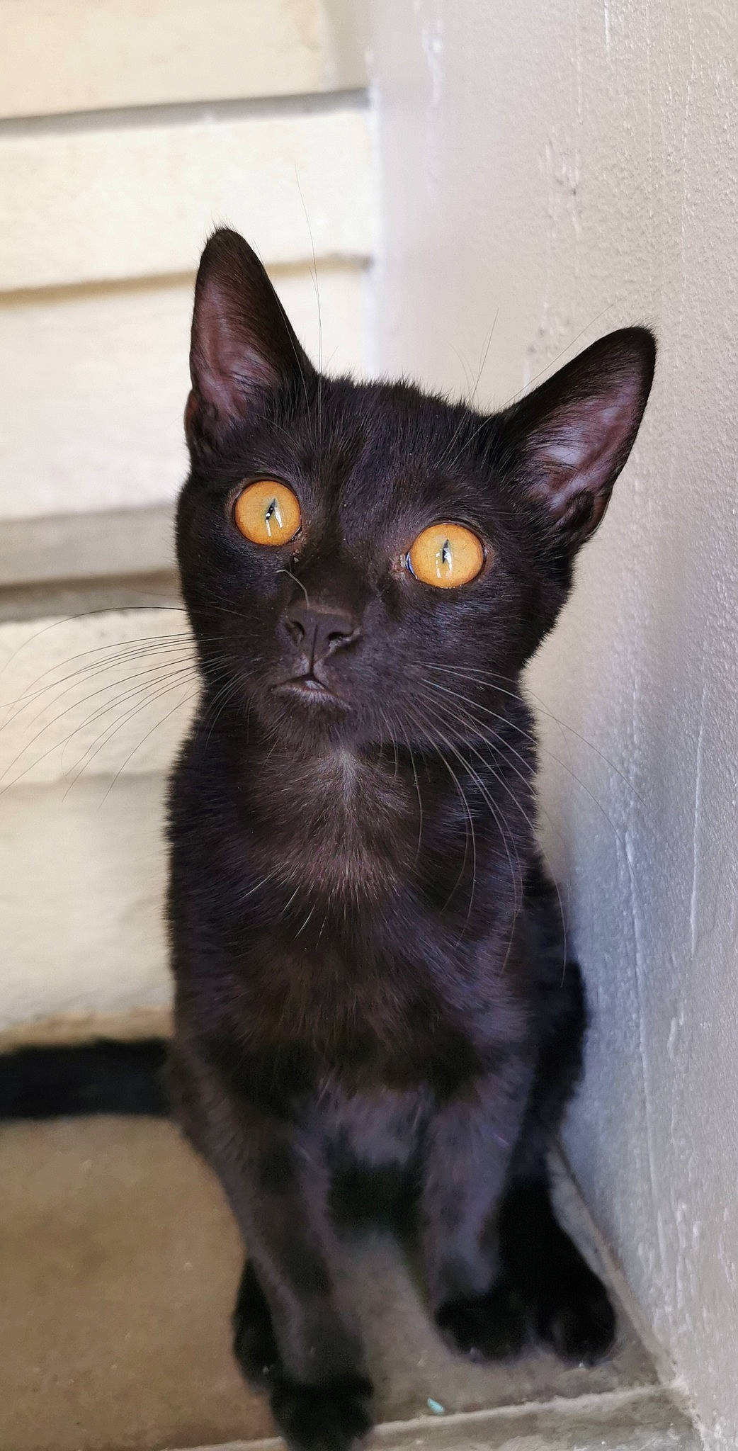 Ruby participe au concours pour gagner de l'argent avec cette photo : asian, black_cat, bombay, burmese, carnivore, cat, domestic_short_haired_cat, felidae, german_rex, havana_brown, javanese, kitten, mammal, oriental_longhair, oriental_shorthair, rex_cat, small_to_medium_sized_cats, snout, vertebrate, whiskers