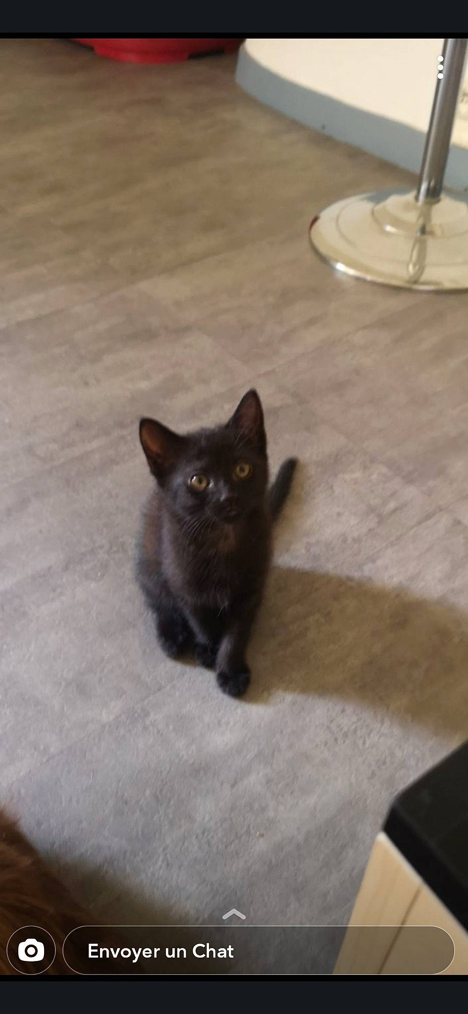 Ruby a rejoint le concours — aidez-le/la à gagner de superbes lots ! asian, black_cat, bombay, burmese, carnivore, cat, domestic_short_haired_cat, fawn, felidae, floor, flooring, havana_brown, kitten, korat, mammal, small_to_medium_sized_cats, tail, tile, whiskers