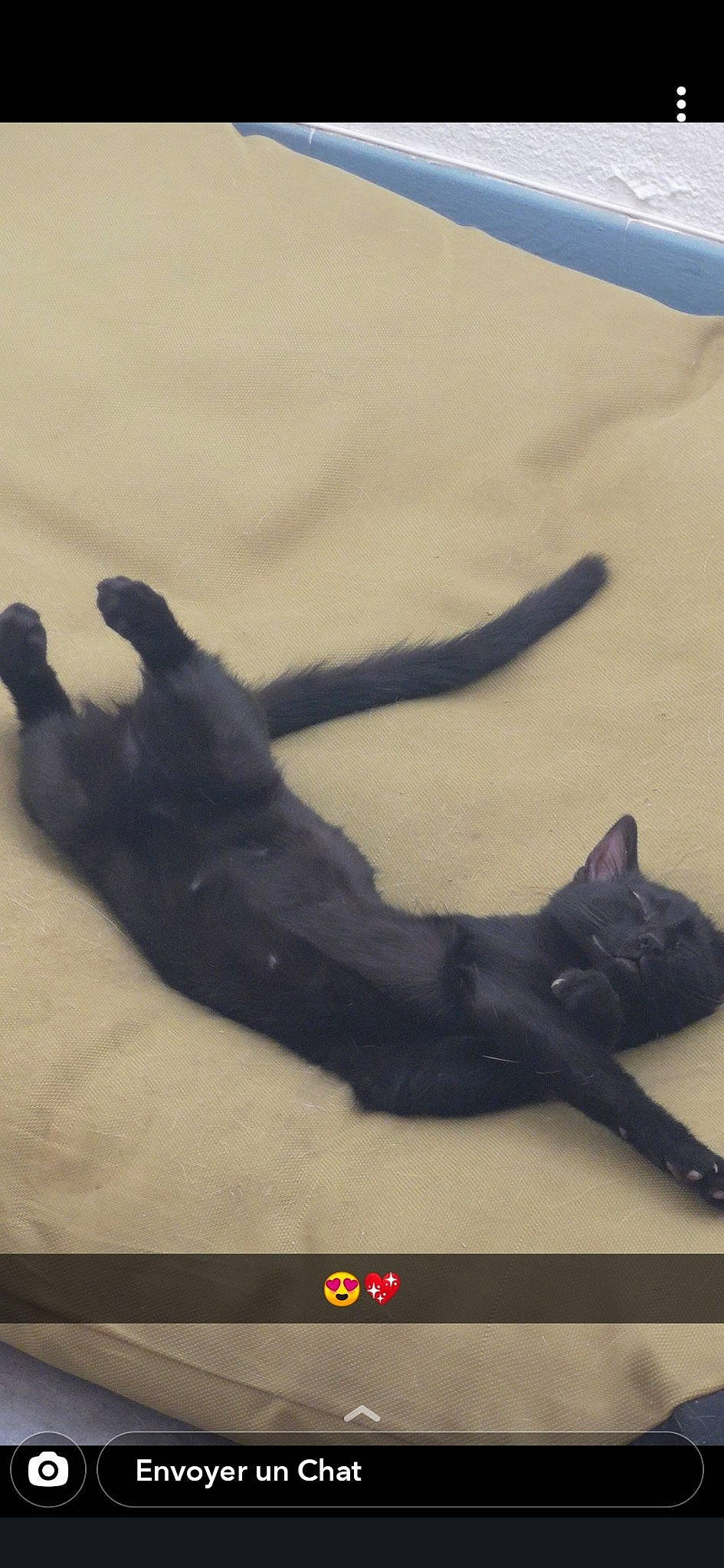 Ruby a rejoint le concours — aidez-le/la à gagner de superbes lots ! black_cat, cat, claw, felidae, paw, shadow, small_to_medium_sized_cats, tail