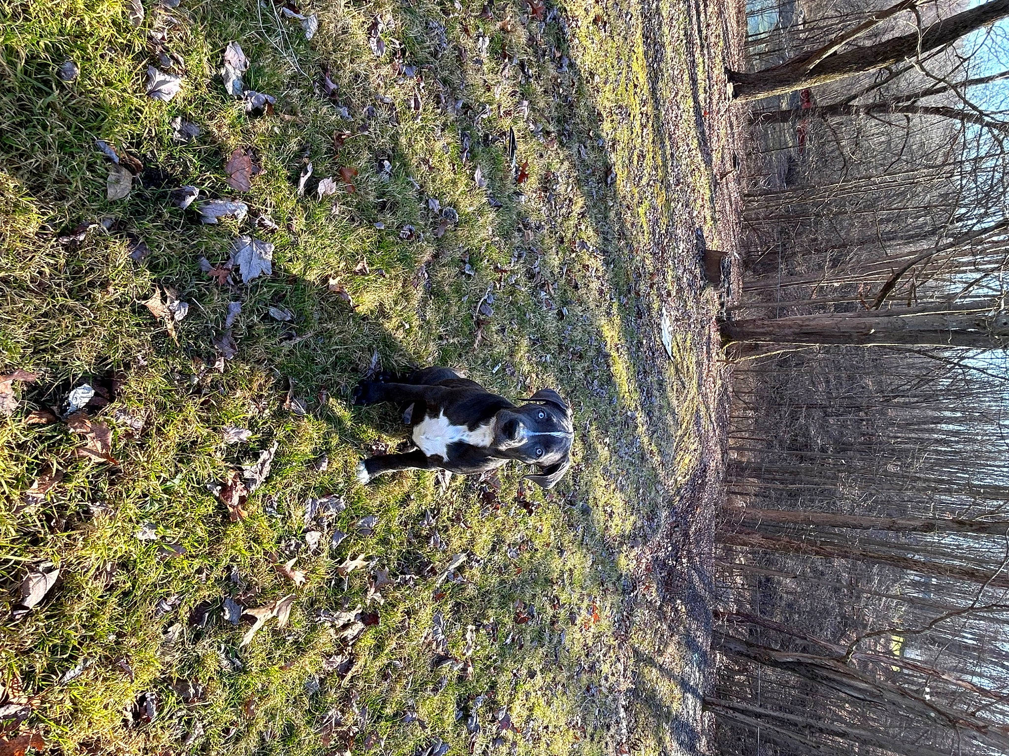 Roscoe is registered to the contest to win money with this photo: forest, grass, landscape, northern_hardwood_forest, plant, recreation, reflection, road, shadow, shrub, slope, soil, temperate_broadleaf_and_mixed_forest, trail, tree, trunk, twig, wildlife, wood, woodland