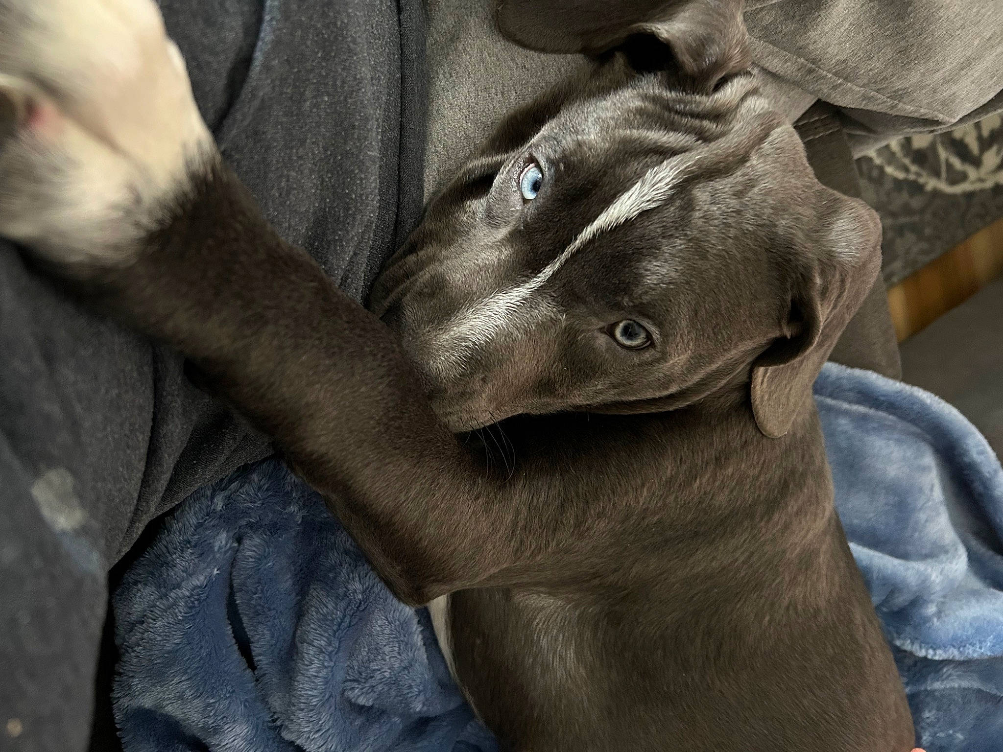 Roscoe joined the competition — help win amazing prizes! canidae, carnivore, comfort, dog_breed, ear, fawn, felidae, fur, gesture, grey, nail, paw, small_to_medium_sized_cats, snout, sporting_group, terrestrial_animal, whiskers, wildlife, working_animal, wrinkle