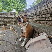 Sya participe au concours pour gagner de l'argent avec cette photo : dog, leash, bench, stone_wall, outdoor, park, tree, sky, cloud, backpack, pavement, pet, brown_dog, white_paws, resting, daytime, nature, calm, animal, curved_bench