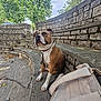 dog, leash, bench, stone_wall, outdoor, park, tree, sky, cloud, backpack, pavement, pet, brown_dog, white_paws, resting, daytime, nature, calm, animal, curved_bench