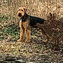 Winfield is registered to the contest to win money with this photo: dog, canine, airedale_terrier, standing, brown_fur, black_fur, collar_tag, scruffy, bush, dried_grass, stone_wall, yard, pet, outdoors, leaf_litter, watchful, portrait, shrub, ground, nature