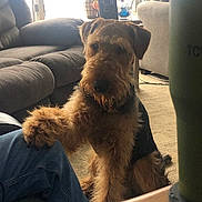 Winfield is registered to the contest to win money with this photo: dog, terrier, pet, paw, living_room, couch, sofa, window, lamp, vase, carpet, table, human_leg, jeans, fur, muzzle, portrait, indoor, brown_fur, cozy