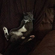 Marley is registered to the contest to win money with this photo: cat, gray_cat, white_fur, pet, animal, indoor, couch, relaxed, lounging, feline, whiskers, paws, fur, domestic_animal, resting, curious, side_view, dark_background, cozy, home