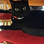 black_cat, cat, pet, indoor, red_cushion, wooden_table, collar, bell, fur, whiskers, animal, feline, curious, resting, chair, home, domestic, closeup, eyes, looking