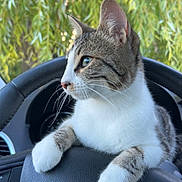 Ava participe au concours pour gagner de l'argent avec cette photo : cat, tabby, white_paws, steering_wheel, car_interior, animal, pet, feline, curious, outdoor, greenery, closeup, whiskers, ears, nose, paws, dashboard, vehicle, nature, daylight