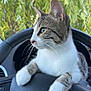 cat, tabby, white_paws, steering_wheel, car_interior, animal, pet, feline, curious, outdoor, greenery, closeup, whiskers, ears, nose, paws, dashboard, vehicle, nature, daylight