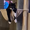 cat, black_and_white, tuxedo_cat, pet, animal, feline, hammock, cat_tree, indoor, home, window, sitting, hanging, paws, whiskers, ears, portrait, looking_at_camera, cozy, vertical_photo