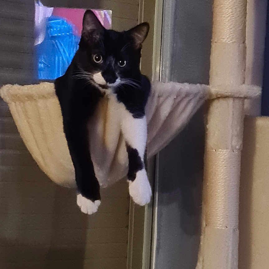 Baloo a rejoint le concours — aidez-le/la à gagner de superbes lots ! cat, black_and_white, tuxedo_cat, pet, animal, feline, hammock, cat_tree, indoor, home, window, sitting, hanging, paws, whiskers, ears, portrait, looking_at_camera, cozy, vertical_photo