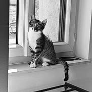 Falco participe au concours pour gagner de l'argent avec cette photo : cat, tabby, windowsill, indoor, pet, animal, curious, black_and_white, feline, sitting, window, domestic_cat, looking, whiskers, tail, ears, soft_light, quiet, still, home