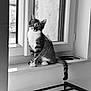 cat, tabby, windowsill, indoor, pet, animal, curious, black_and_white, feline, sitting, window, domestic_cat, looking, whiskers, tail, ears, soft_light, quiet, still, home