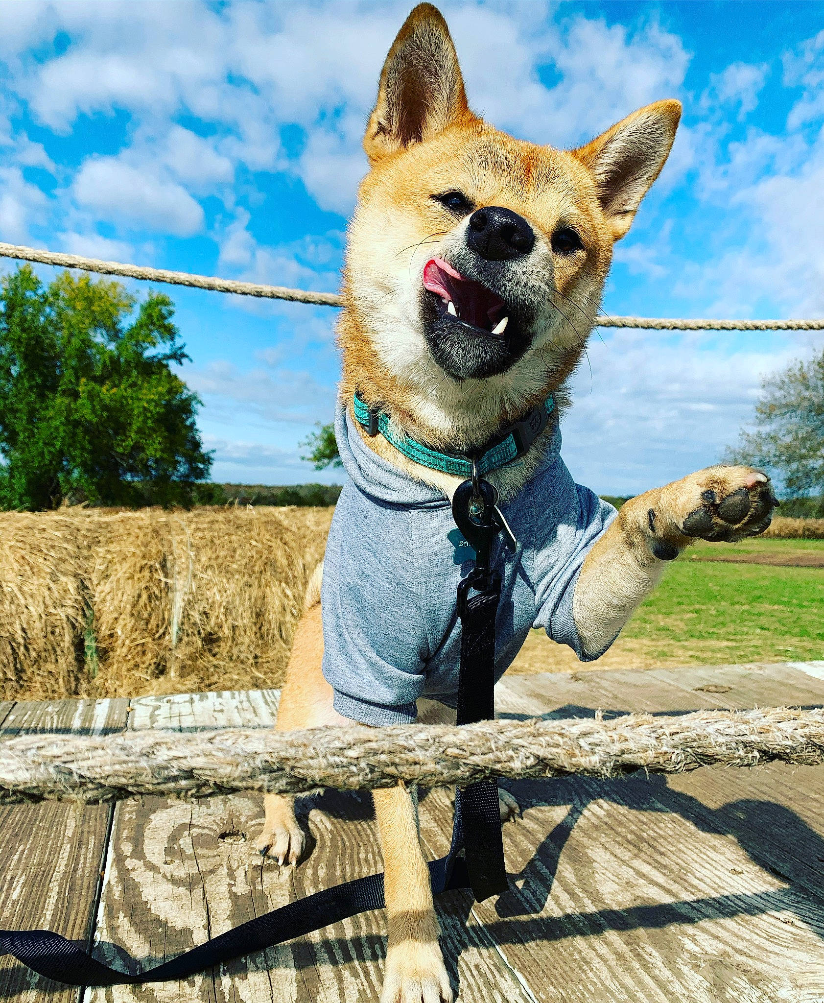 Zahra joined the competition — help win amazing prizes! akita, canidae, carnivore, carolina_dog, collar, dog, dog_breed, dog_collar, fawn, korean_jindo_dog, leash, mammal, norwegian_buhund, snout, vertebrate, working_dog