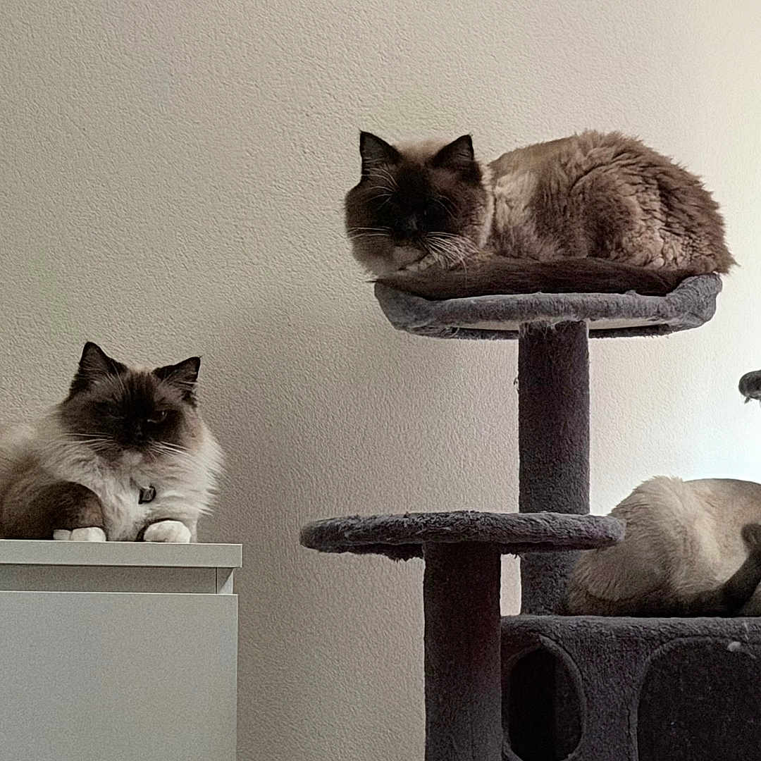 Hero Pixie Savior is registered to the contest to win money with this photo: animal, cabinet, cat, cat_tree, cats, domestic, feline, fluffy, fur, home, indoor, lounging, multi_level, natural_light, perched, pet, quiet, relaxed, resting, wall