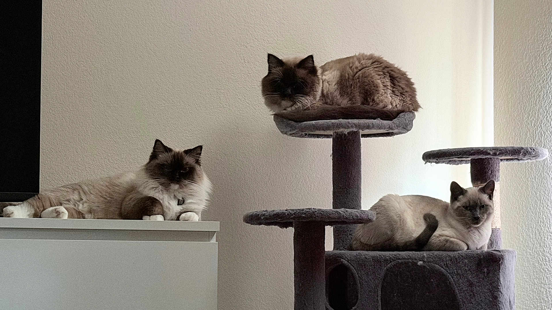 Hero Pixie Savior is registered to the contest to win money with this photo: cat, cats, cat_tree, feline, indoor, pet, fluffy, resting, lounging, fur, multi_level, perched, cabinet, domestic, animal, relaxed, natural_light, wall, home, quiet