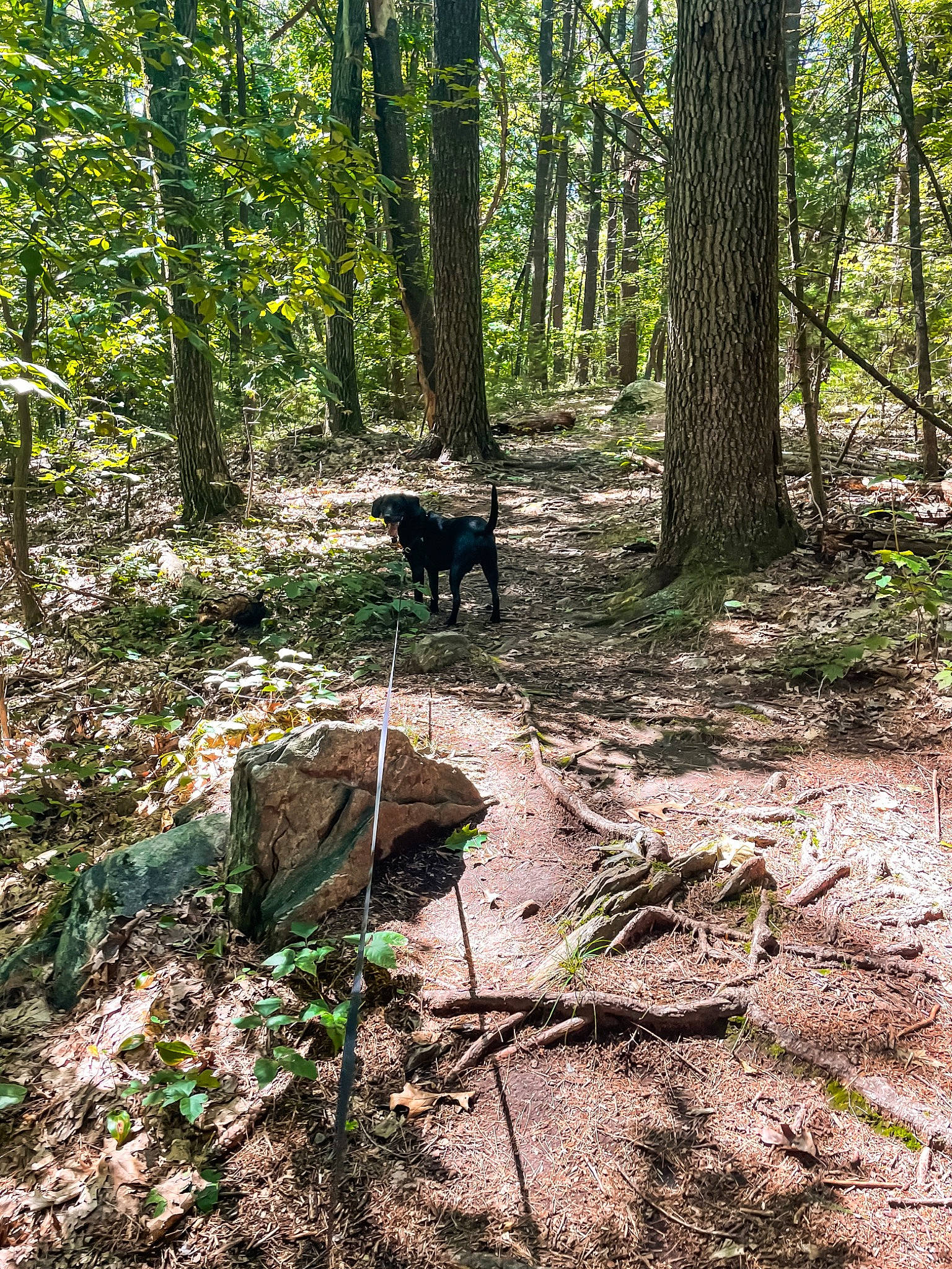 Ares joined the competition — help win amazing prizes! biome, carnivore, deciduous, dog, forest, grass, groundcover, landscape, natural_landscape, plant, plant_community, shade, spruce_fir_forest, temperate_broadleaf_and_mixed_forest, terrestrial_plant, tree, trunk, wood, woodland, working_animal