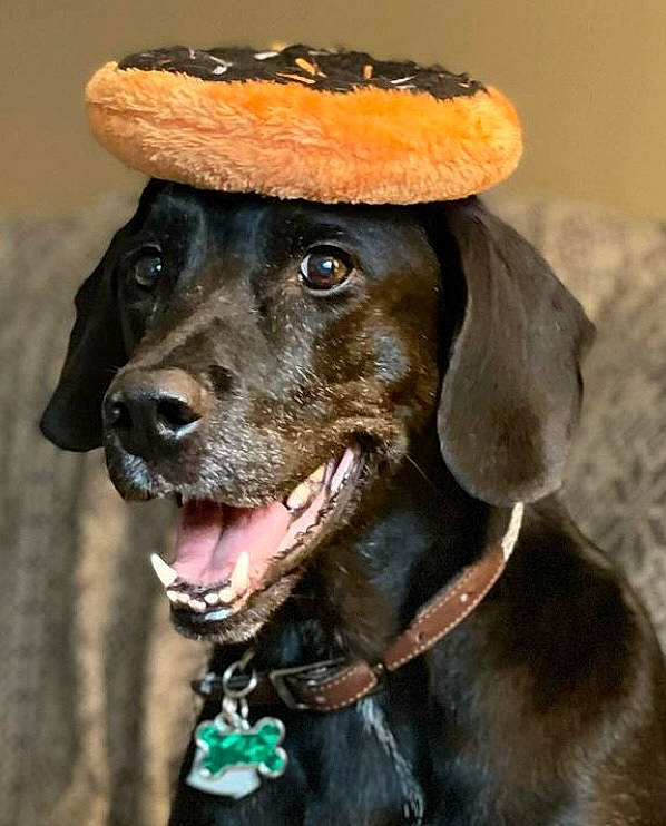 Ares joined the competition — help win amazing prizes! beret, cap, carnivore, collar, companion_dog, costume_hat, dog, dog_breed, dog_collar, fashion_accessory, fawn, flat_cap, fur, gun_dog, hat, liver, snout, sporting_group, whiskers, working_animal