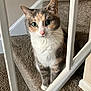 animal, calico, carpet, cat, curious, cute, ears, face, feline, green_eyes, home, indoor, looking, paw, pet, railings, sitting, stairs, whiskers, white