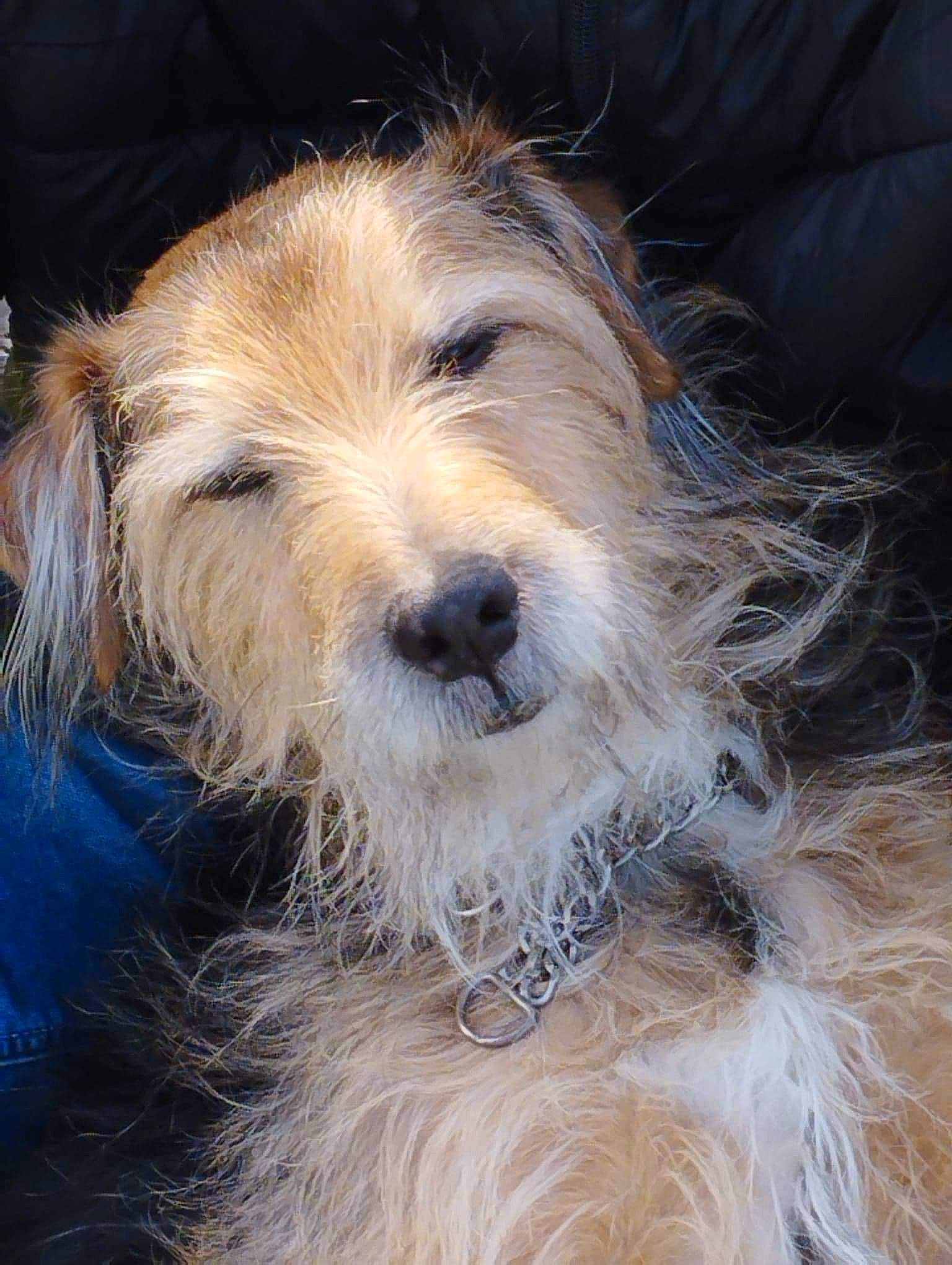 Rex participe au concours pour gagner de l'argent avec cette photo : biewer_terrier, canidae, carnivore, companion_dog, dog, dog_breed, fur, small_terrier, sporting_group, terrier, toy_dog, water_dog, working_animal