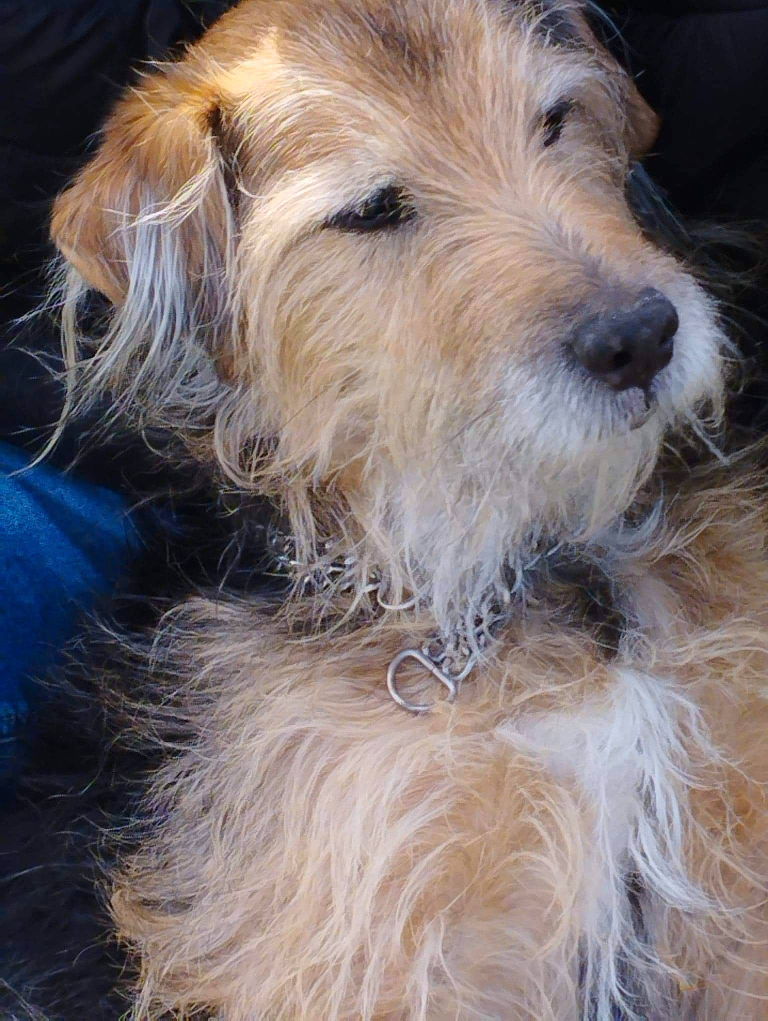 Rex participe au concours pour gagner de l'argent avec cette photo : biewer_terrier, canidae, carnivore, companion_dog, dog, dog_breed, dog_collar, fawn, fur, maltepoo, puppy, small_terrier, snout, sporting_group, terrier, toy_dog, water_dog, working_animal, working_terrier