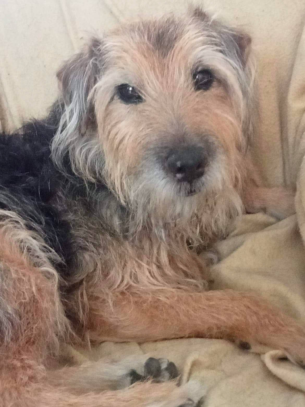 Rex a rejoint le concours — aidez-le/la à gagner de superbes lots ! canidae, carnivore, comfort, companion_dog, dog, dog_breed, fur, maltepoo, small_terrier, snout, sporting_group, terrestrial_animal, terrier, toy_dog, water_dog, working_animal, working_terrier