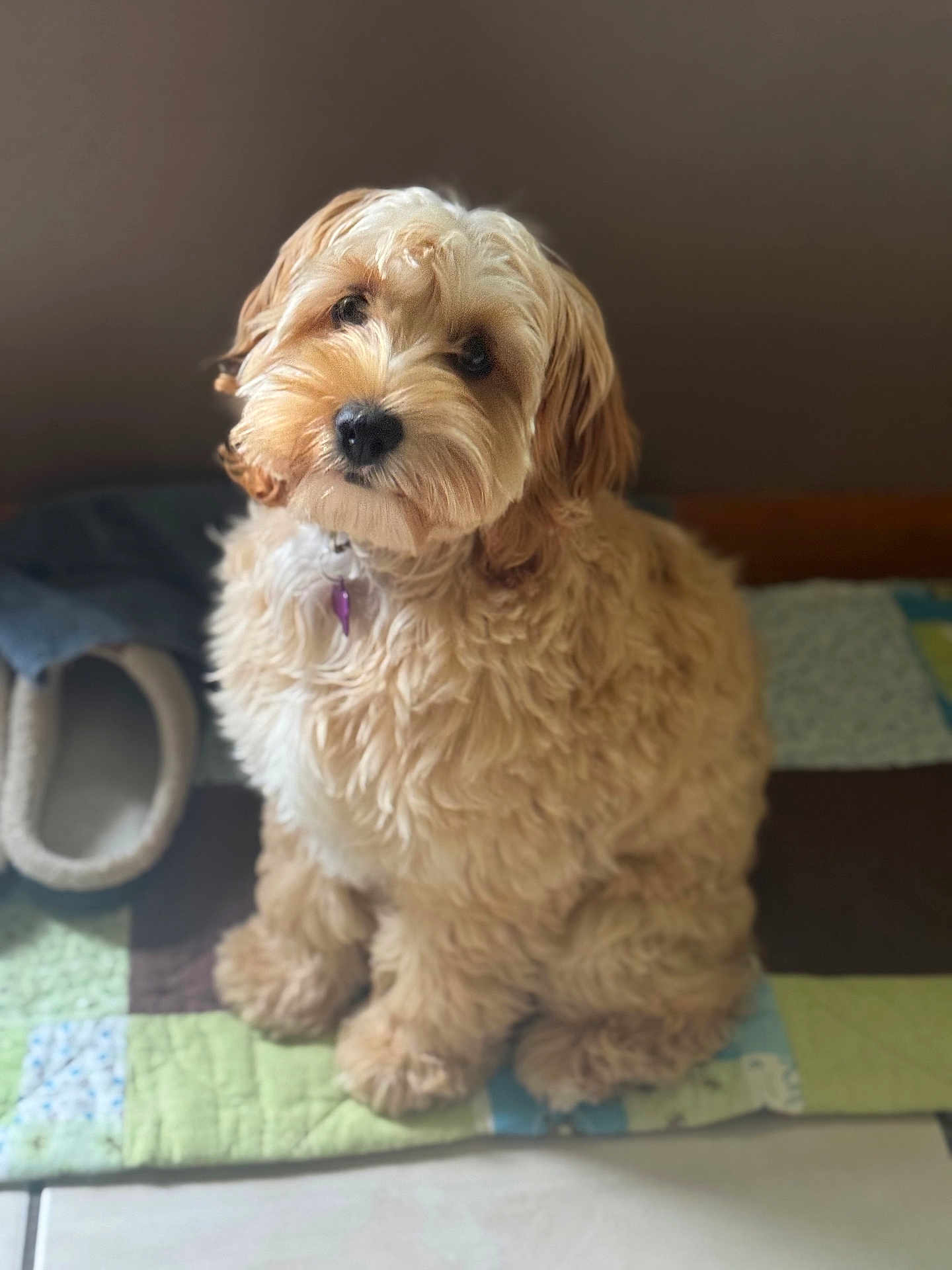 Reagan joined the competition — help win amazing prizes! dog, pet, curly_fur, brown, fluffy, cute, indoor, quilt, tile_floor, head_tilt, collar, bed, cozy, animal, companion, fur, portrait, sitting, curious, cute_expression