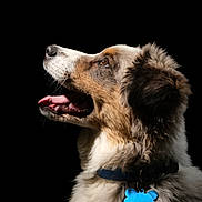 Ashka a rejoint le concours — aidez-le/la à gagner de superbes lots ! dog, canine, pet, portrait, fluffy, fur, collar, tag, blue, profile, looking_up, animal, muzzle, happy, mouth_open, tongue_out, ears, brown, white, black_background