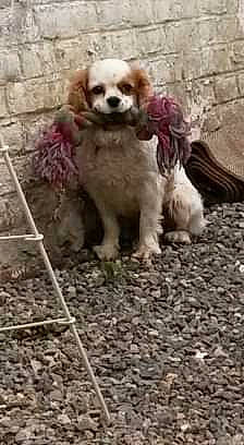 Fanny participe au concours pour gagner de l'argent avec cette photo : canidae, carnivore, cavalier_king_charles_spaniel, cocker_spaniel, companion_dog, dog, dog_breed, fawn, king_charles_spaniel, mammal, phalene, puppy, rare_breed_dog, snout, spaniel, sporting_group, toy_dog, vertebrate